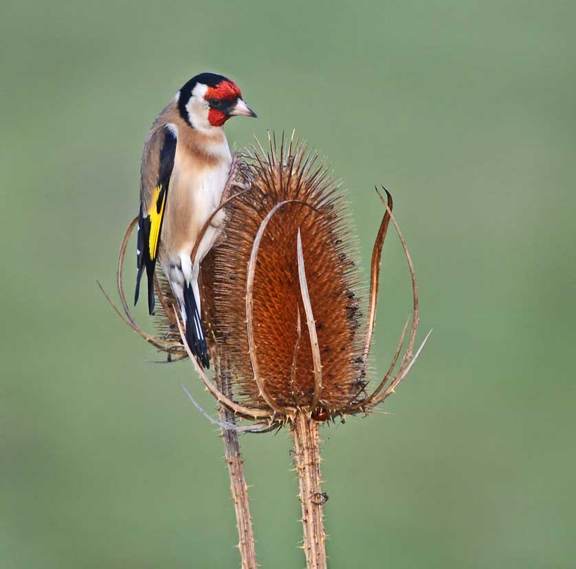 A Goldfinch on a teasel head &copy; Kath Aggiss.