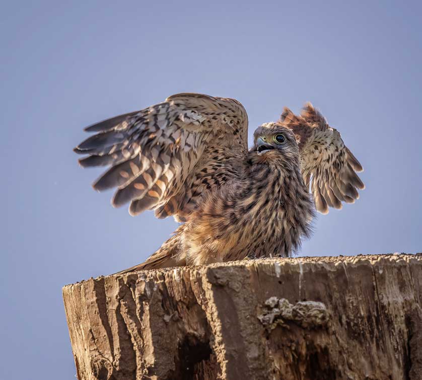 Eurasian Kestrel &copy; Kath Aggiss.
