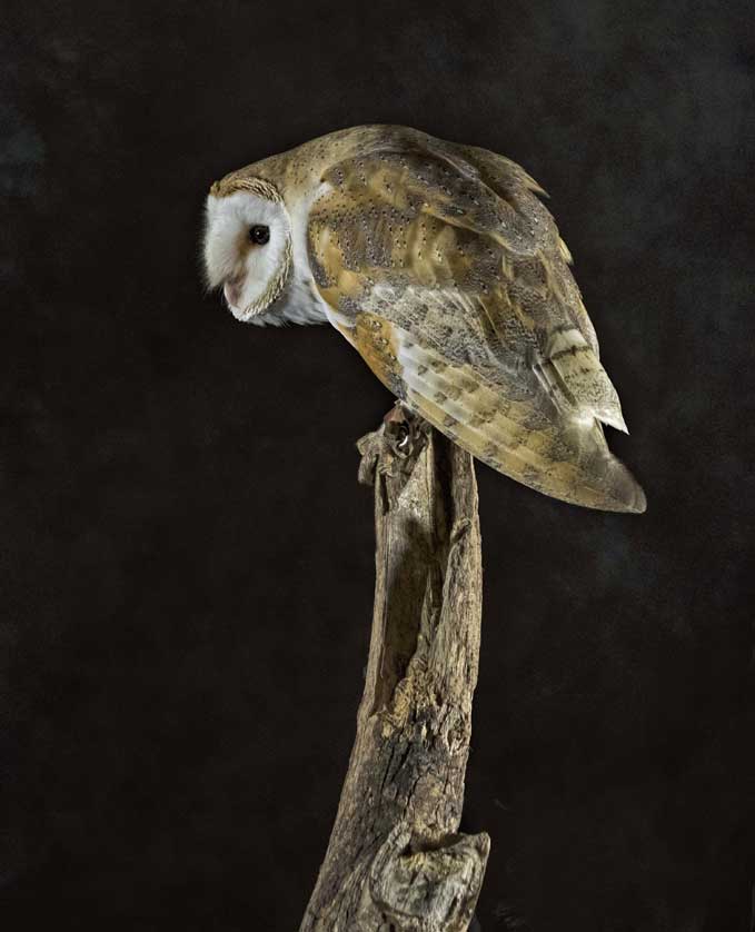 A Barn Owl intent on prey &copy; Kath Aggiss.