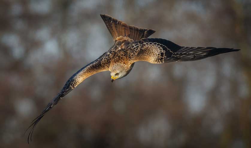 A superb aerialist, the Red Kite is once more common in the English countryside &copy; Kath Aggiss.