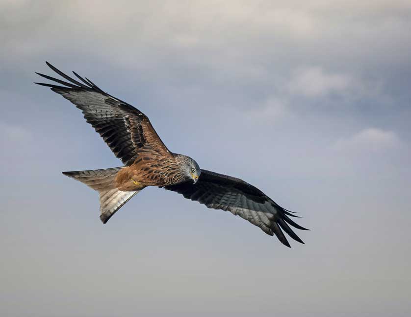 A superb aerialist, the Red Kite is once more common in the English countryside &copy; Kath Aggiss.