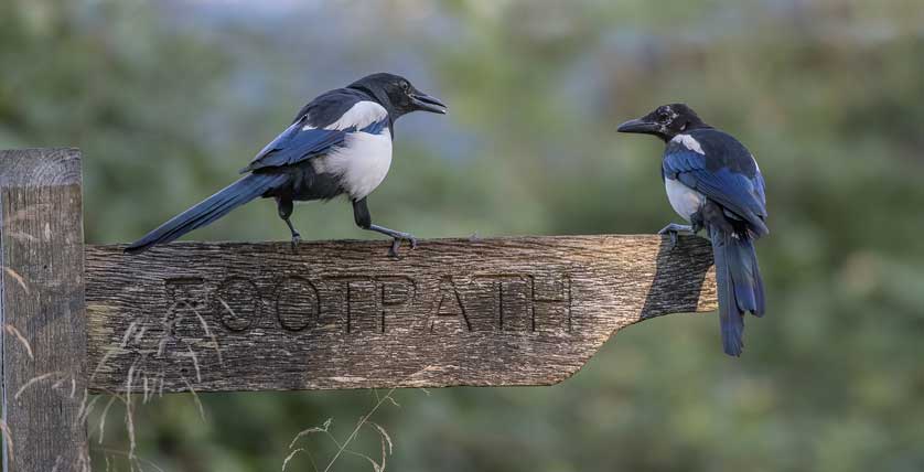Magpies are common in urban and rural areas, and especially seen around farmland &copy; Kath Aggiss.