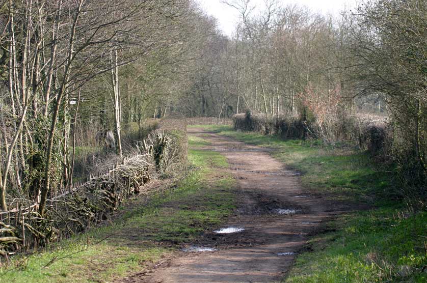 Farmland track with layed hedge &copy; Mark Brazil.