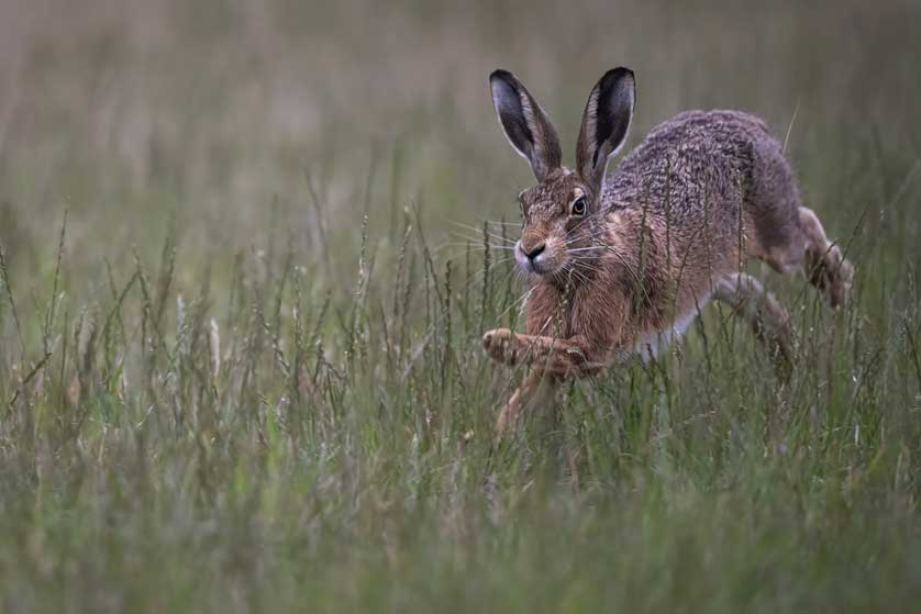Brown Hare is a widespread farmland species &copy; Kath Aggiss.