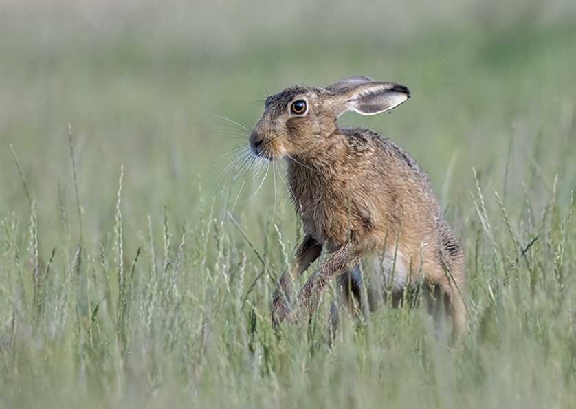 Brown Hare &copy; Kath Aggiss.