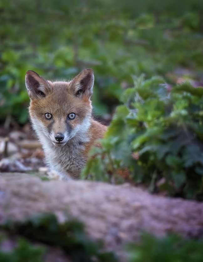 Red Fox &copy; Kath Aggiss.