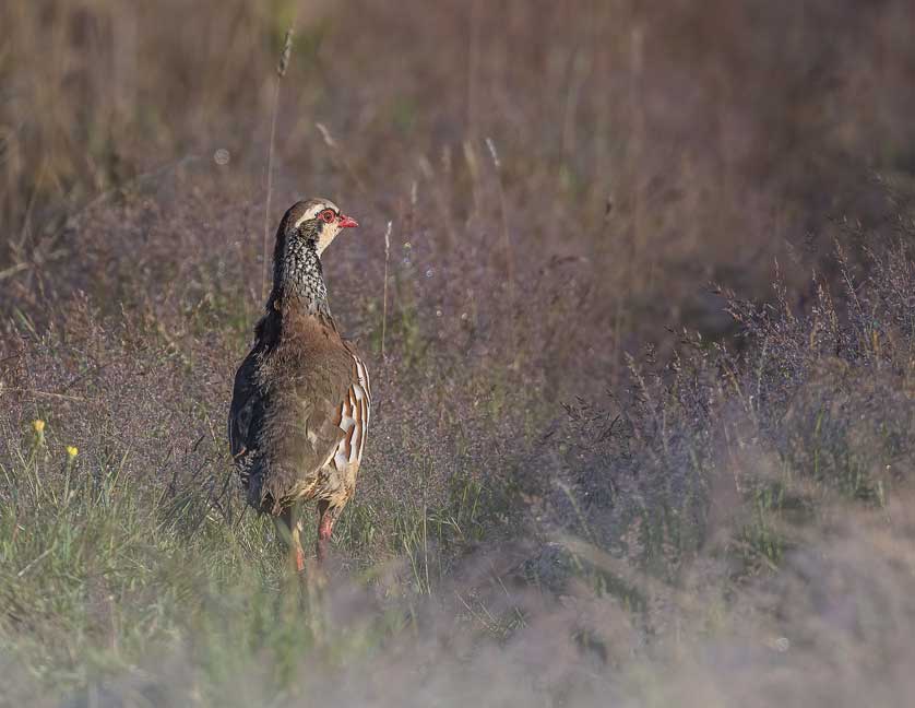 The Red-legged Partridge is a species best looked for in farmland &copy; Kath Aggiss.