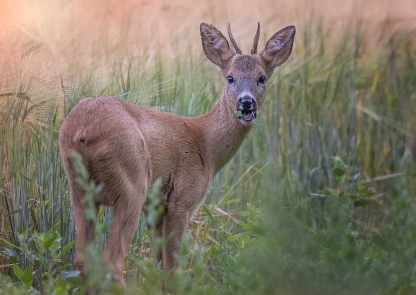 Roe Deer: Britain's smallest native deer &copy; Kath Aggiss.