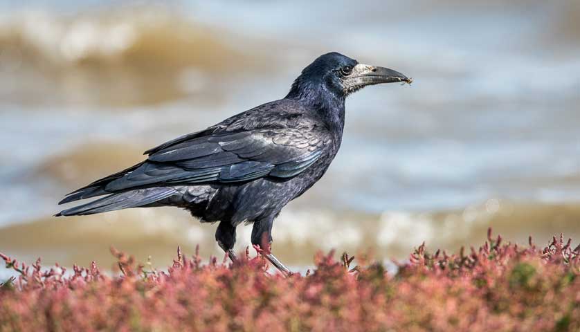 Rooks nest in tree-top colonies known as rookeries and share information about the best farmland on which to forage &copy; Kath Aggiss.