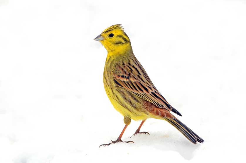 A Yellowhammer on snow &copy; Kath Aggiss.