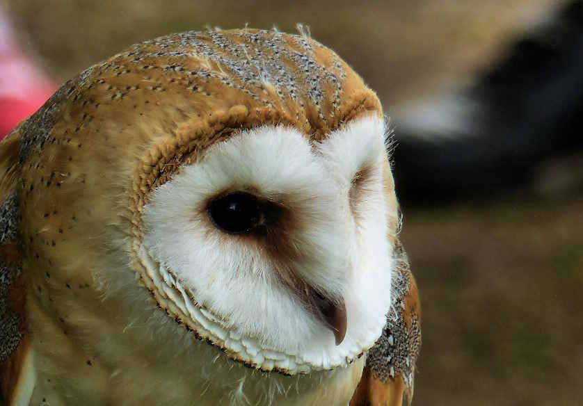 Barn Owl.