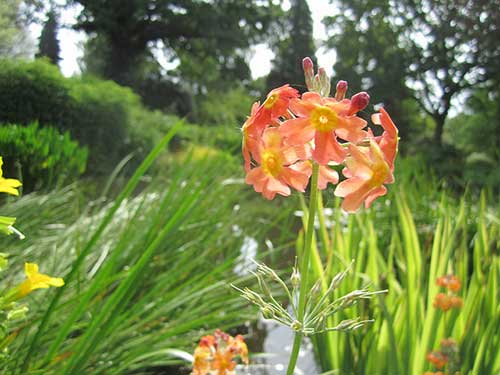 The Beth Chatto Gardens, Essex, England, UK.