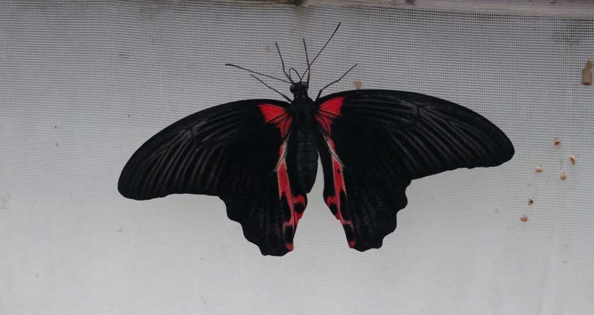 The Butterfly House is located in the Pleasure Gardens, Blenheim.