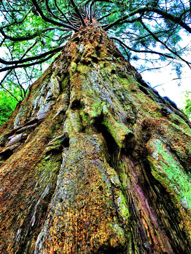 Bodnant Garden includes more than 40 massive trees from America and Asia.