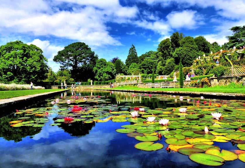 Water lilies flower in the summer in several of the pools on the formal terraces of Bodnant Garden.