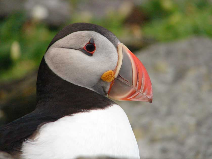 Atlantic Puffin, Scotland, UK.