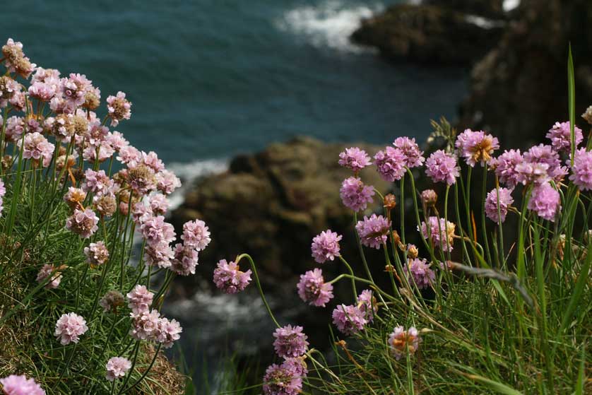 Sea Thrift in flower.