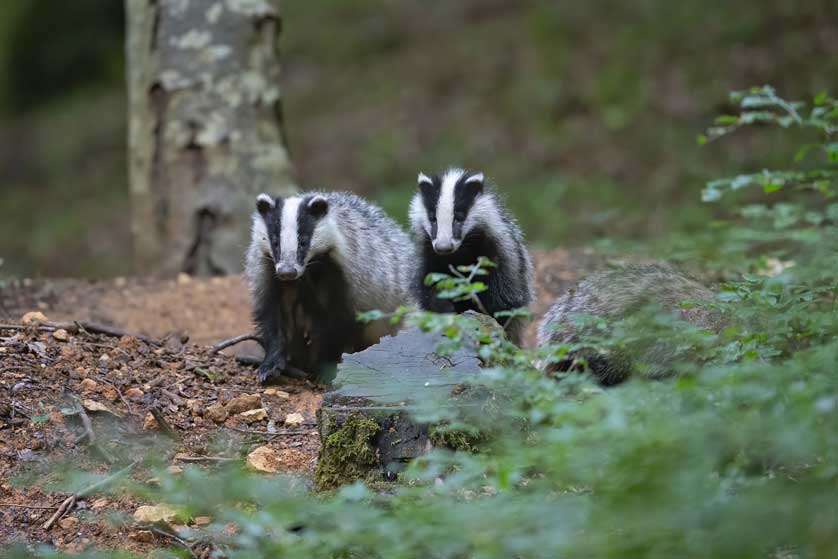  Badgers at dusk.