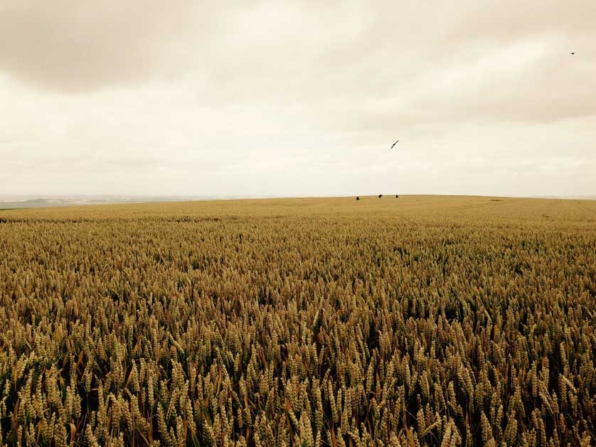 A typical wheat field in England, UK.