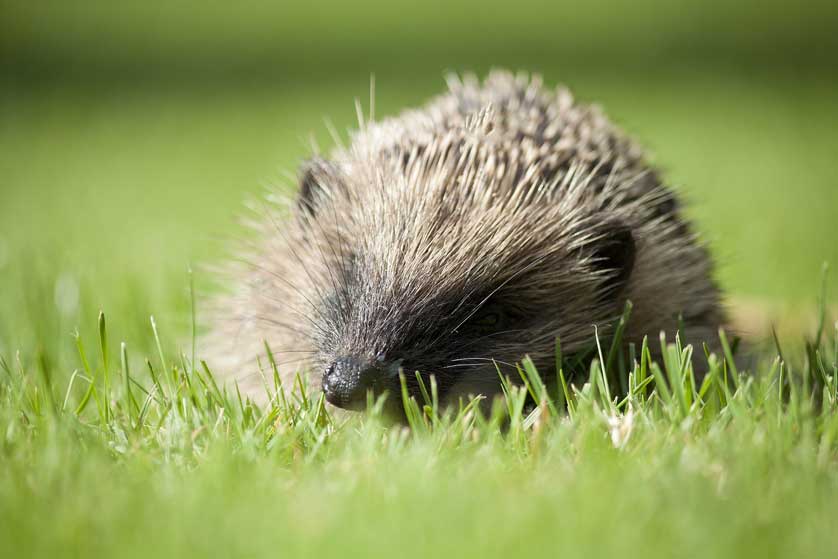 Hedgehogs are in decline in Britain.
