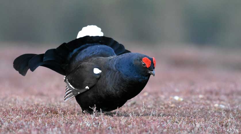 A black grouse in Scotland.