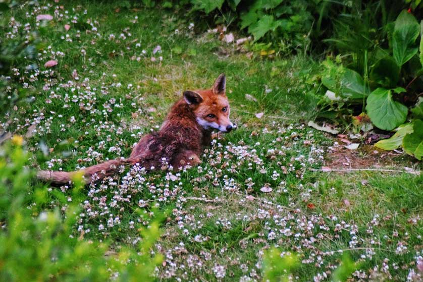 An urban red fox in a London garden, UK.