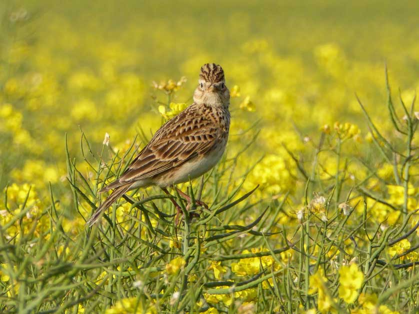 A Eurasian skylark, UK.