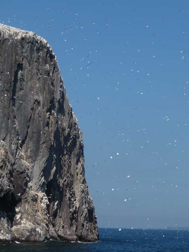 Bass Rock, Scotland, UK.