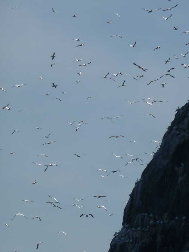 Bass Rock, Scotland, UK.
