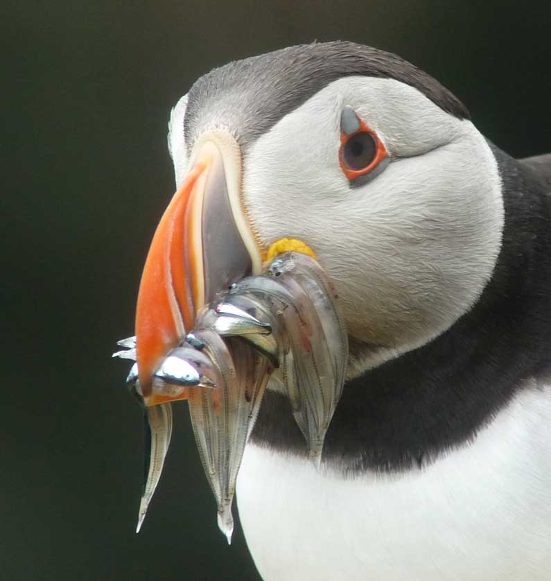 Atlantic Puffin, Scotland, UK.