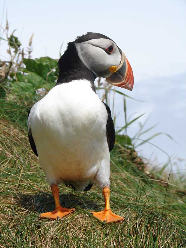 Atlantic Puffin, Scotland, UK.