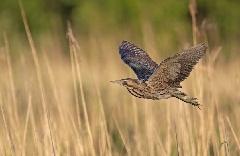 Bittern, UK.