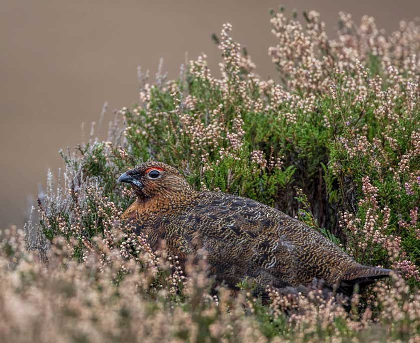 A female Red Grouse crouching among heather © Kath Aggiss.