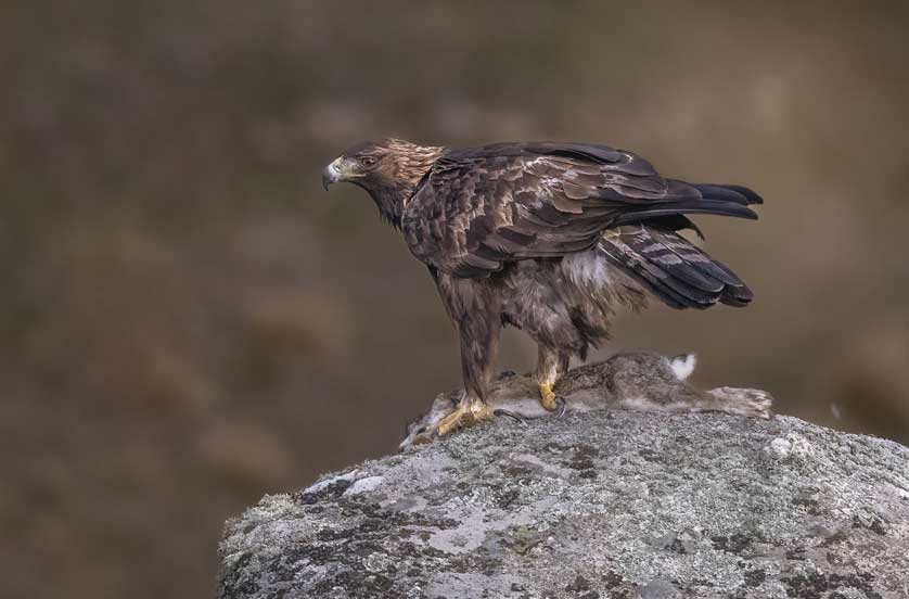The Golden Eagle, here with a rabbit as prey, is the most dramatic of Britain's upland birds © Kath Aggiss.