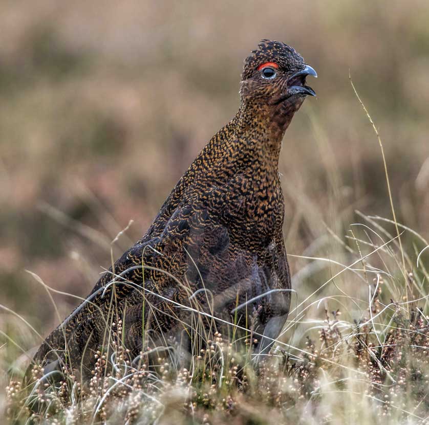 A Red Grouse calls © Kath Aggiss.