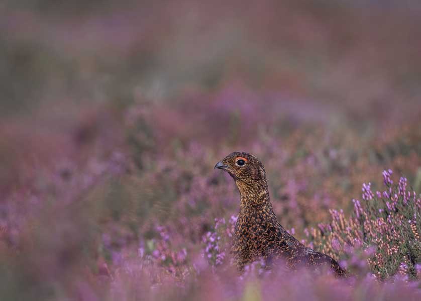 The purple haze of heather and Red Grouse &copy; Kath Aggiss.