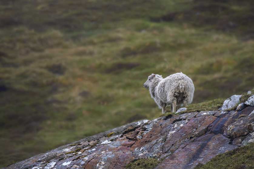Sheep in the Yorkshire Dales © Kath Aggiss.