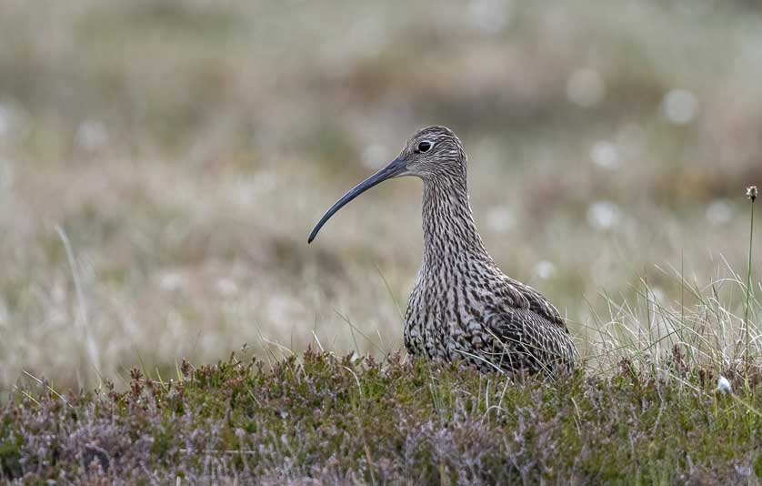 The Eurasian Curlew is a moorland breeder © Kath Aggiss.