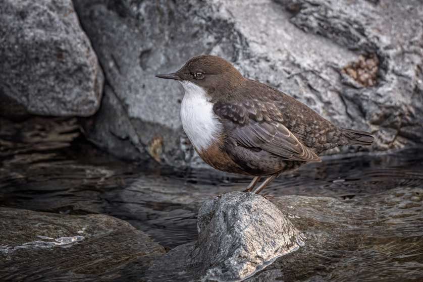 White-throated Dipper, not merely associated with streams, but dependent on them © Kath Aggiss.