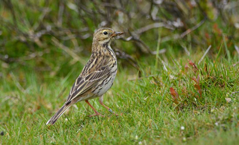 Meadow Pipit, the most abundant species of moorland © Kath Aggiss.