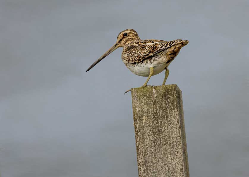 Common Snipe © Kath Aggiss.