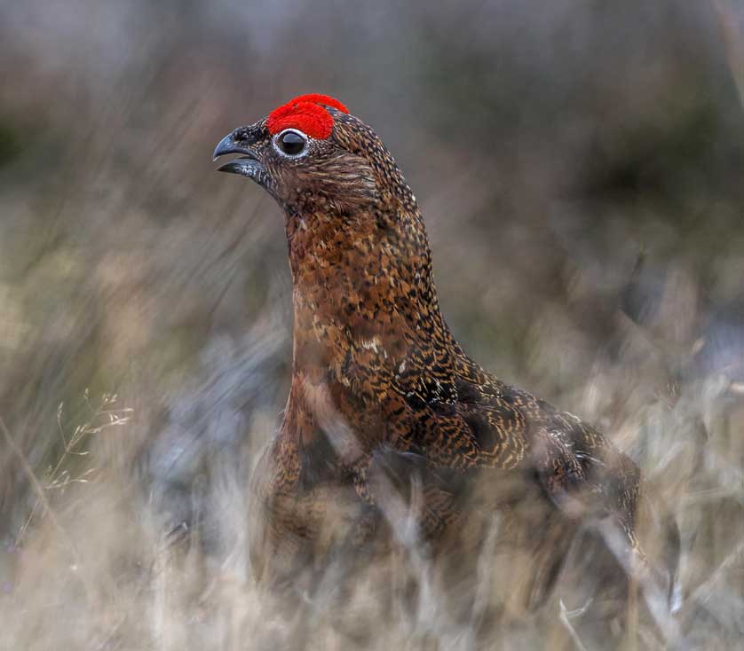 A male Red Grouse with its wattles engorged © Kath Aggiss.