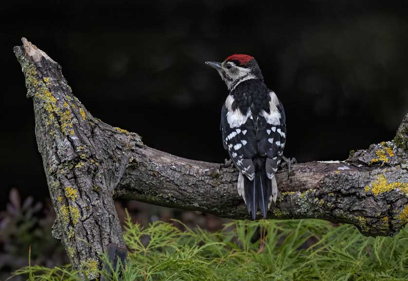 Great Spotted Woodpeckers are at home in larger gardens © Kath Aggiss.