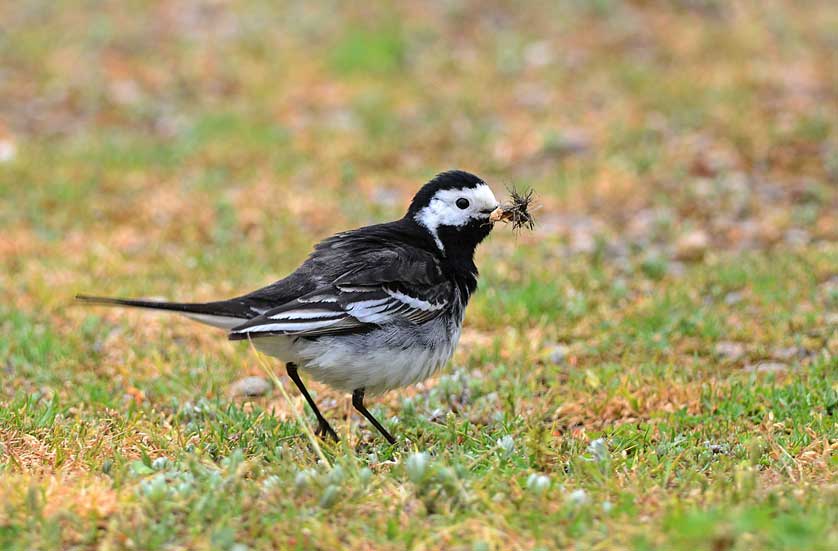 Pied Wagtail &copy; Kath Aggiss.