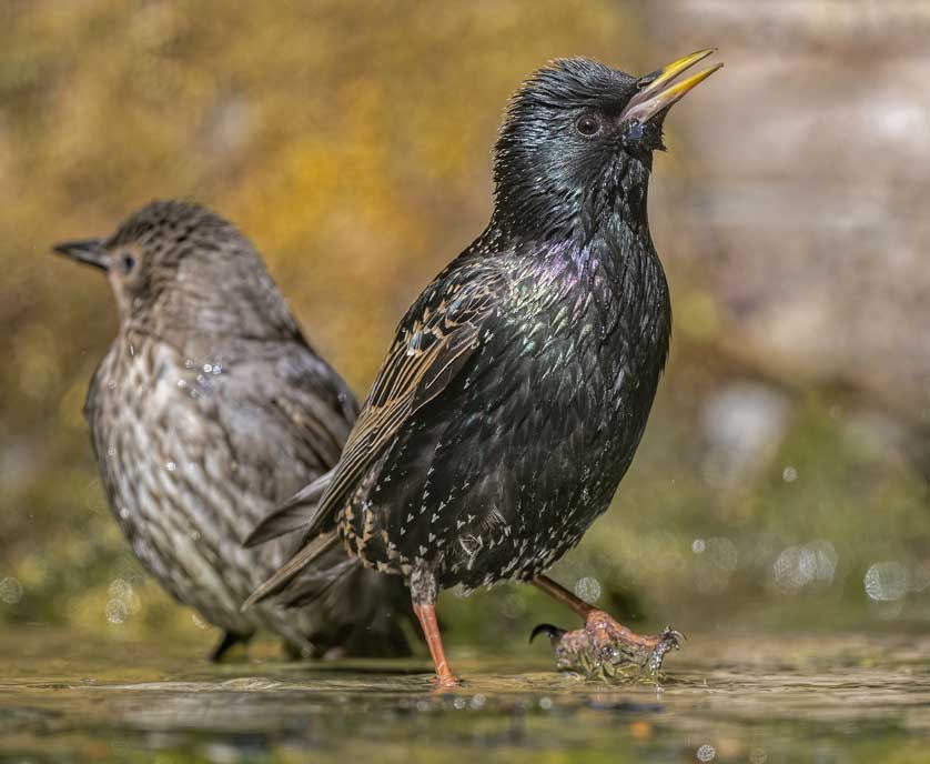 Gardens offer important habitat for House Sparrows, Pied Wagtails and Common Starlings © Kath Aggiss.