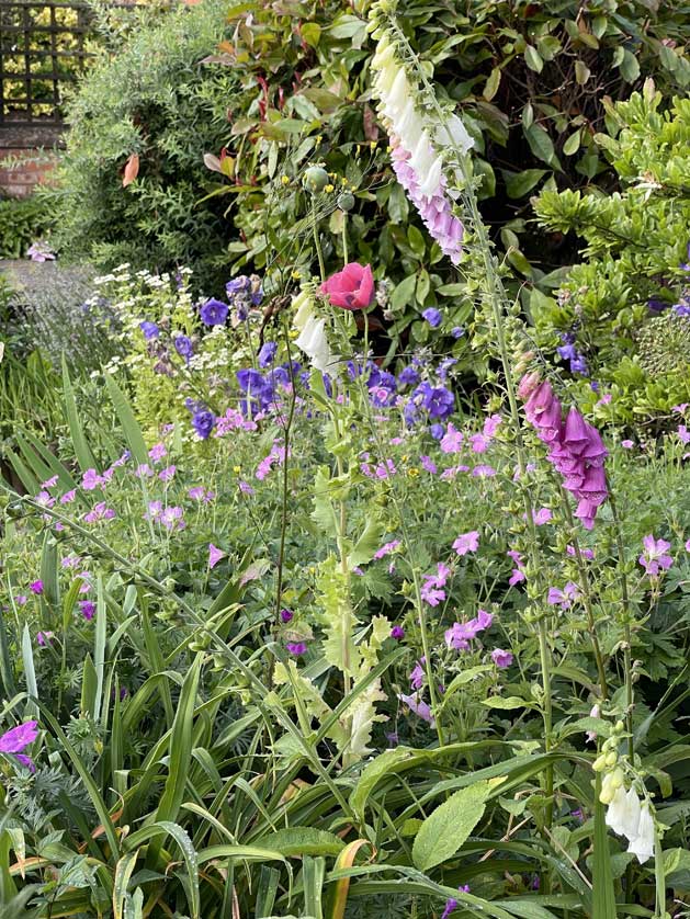 Foxgloves grace a tiny garden in a Worcestershire village © Mark Brazil.