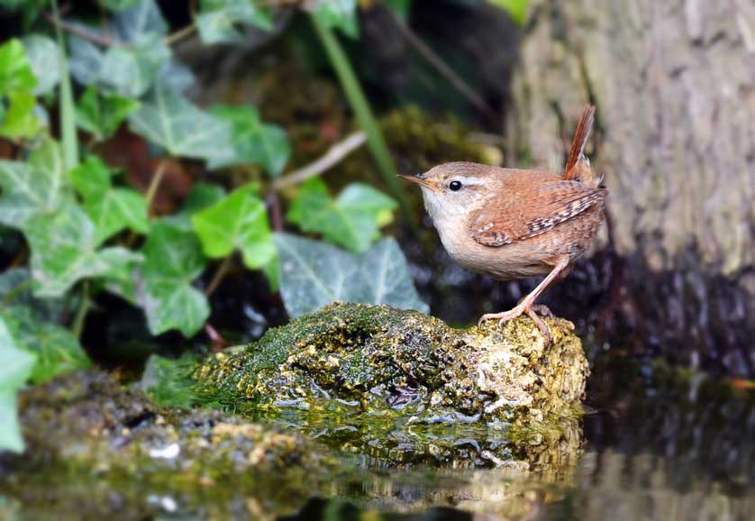 A wren adds its powerful song to English gardens © Kath Aggiss.