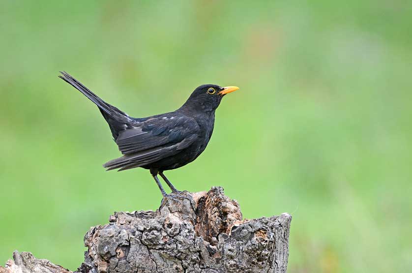 The delightful song of the blackbird is best heard early on summer mornings © Kath Aggiss.