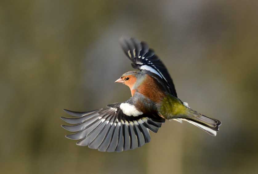 Chaffinch © Kath Aggiss.