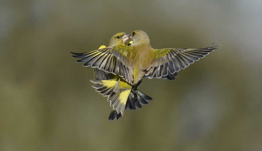 Greenfinches are particularly colourful avian visitors to English gardens © Kath Aggiss.